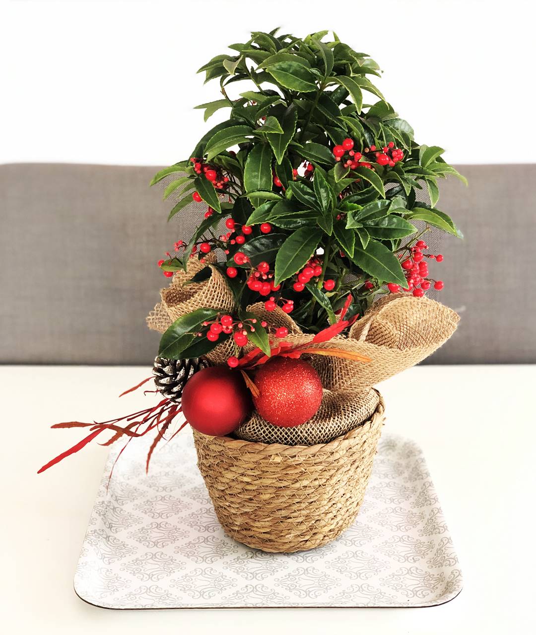 Ardisia Luxe - Planta con bolitas rojas de navidad