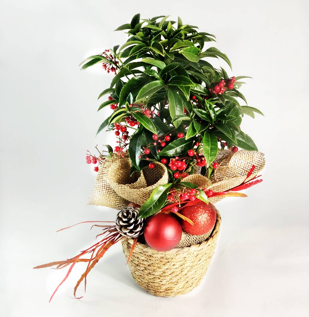 Ardisia Luxe - Planta de navidad