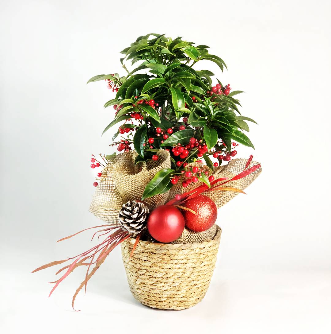 Comprar Ardisia Luxe - Planta de navidad