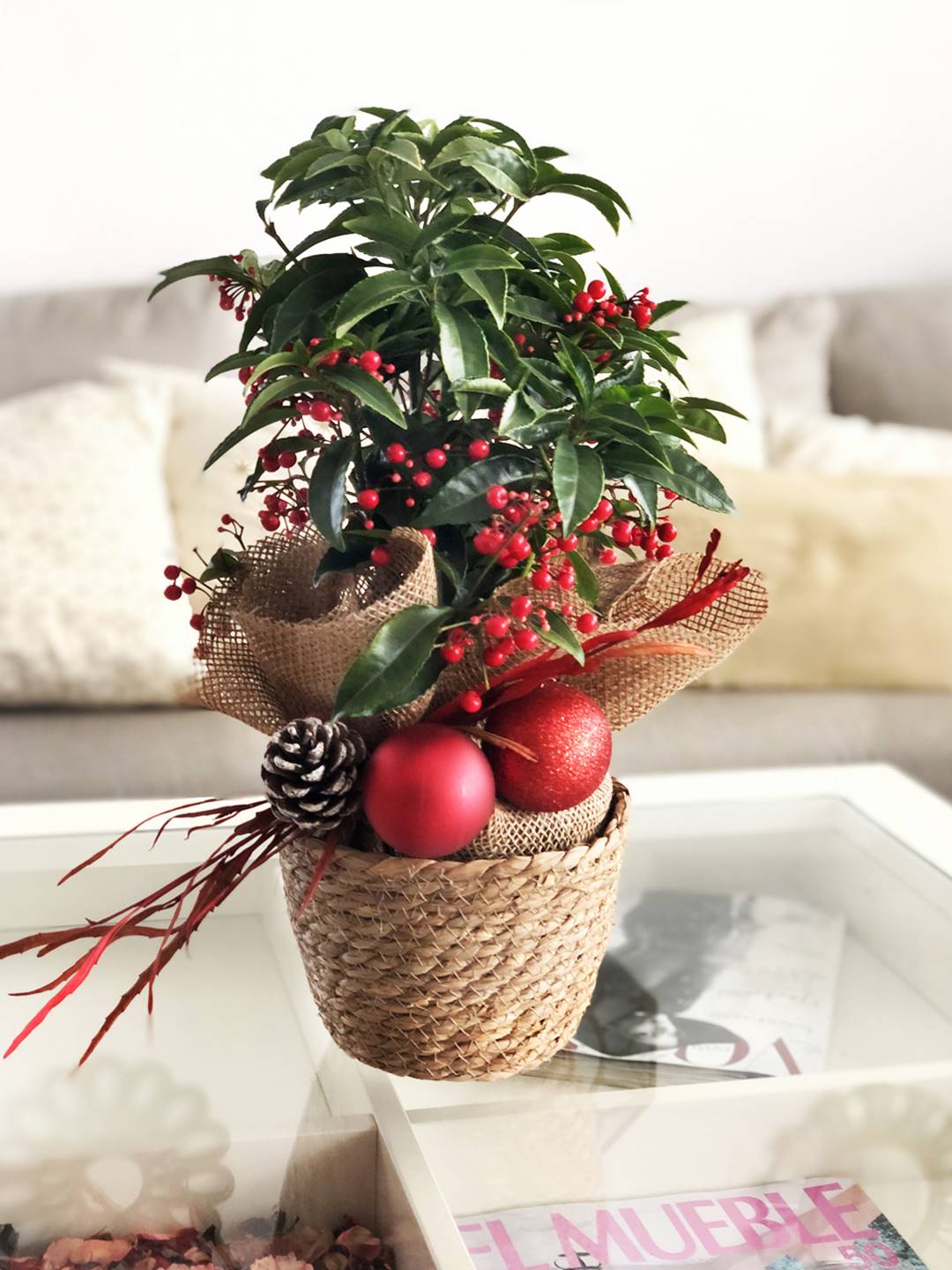 Planta de navidad - Ardisia Luxe