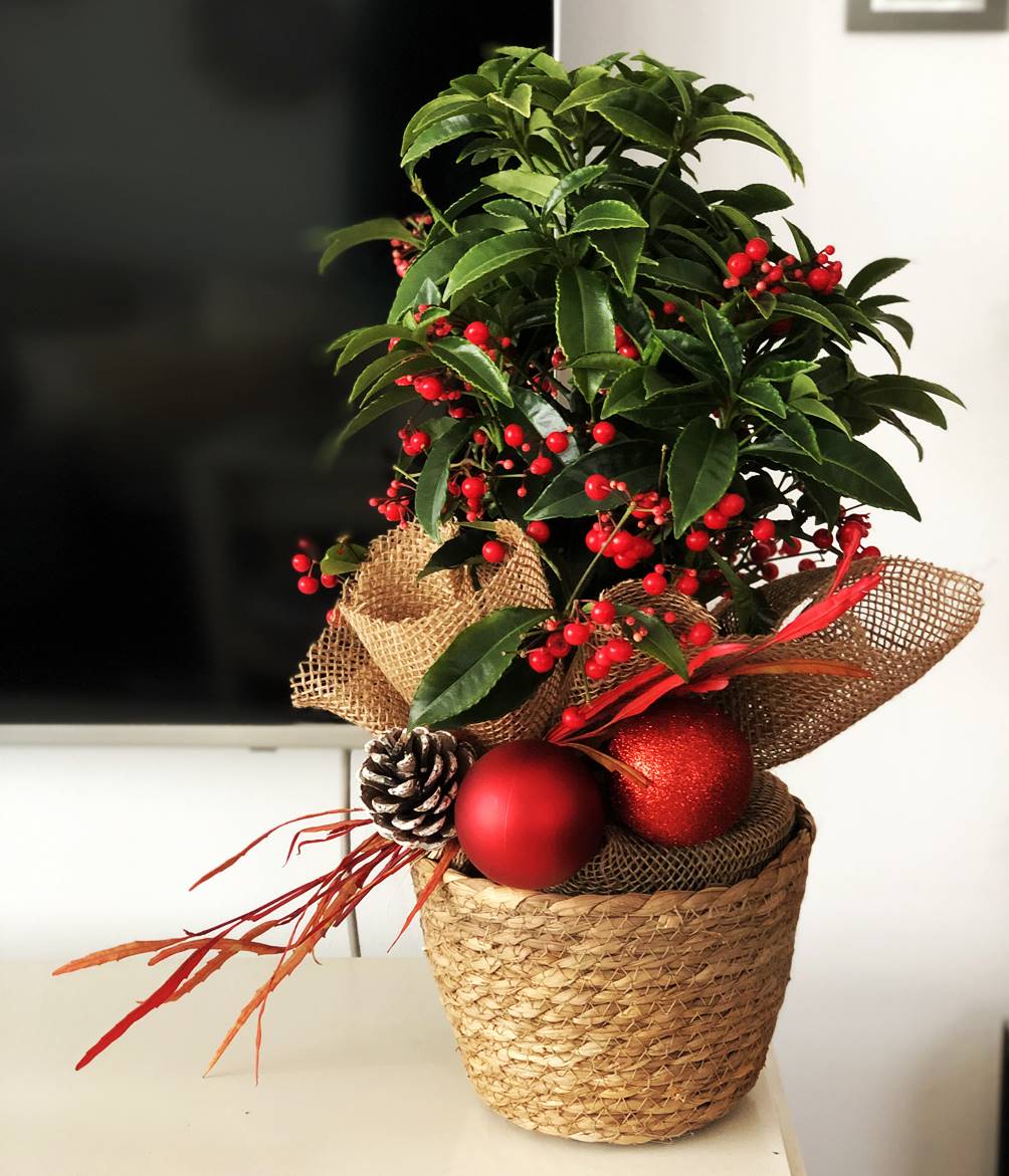 Regalar Ardisia Luxe - Planta de navidad