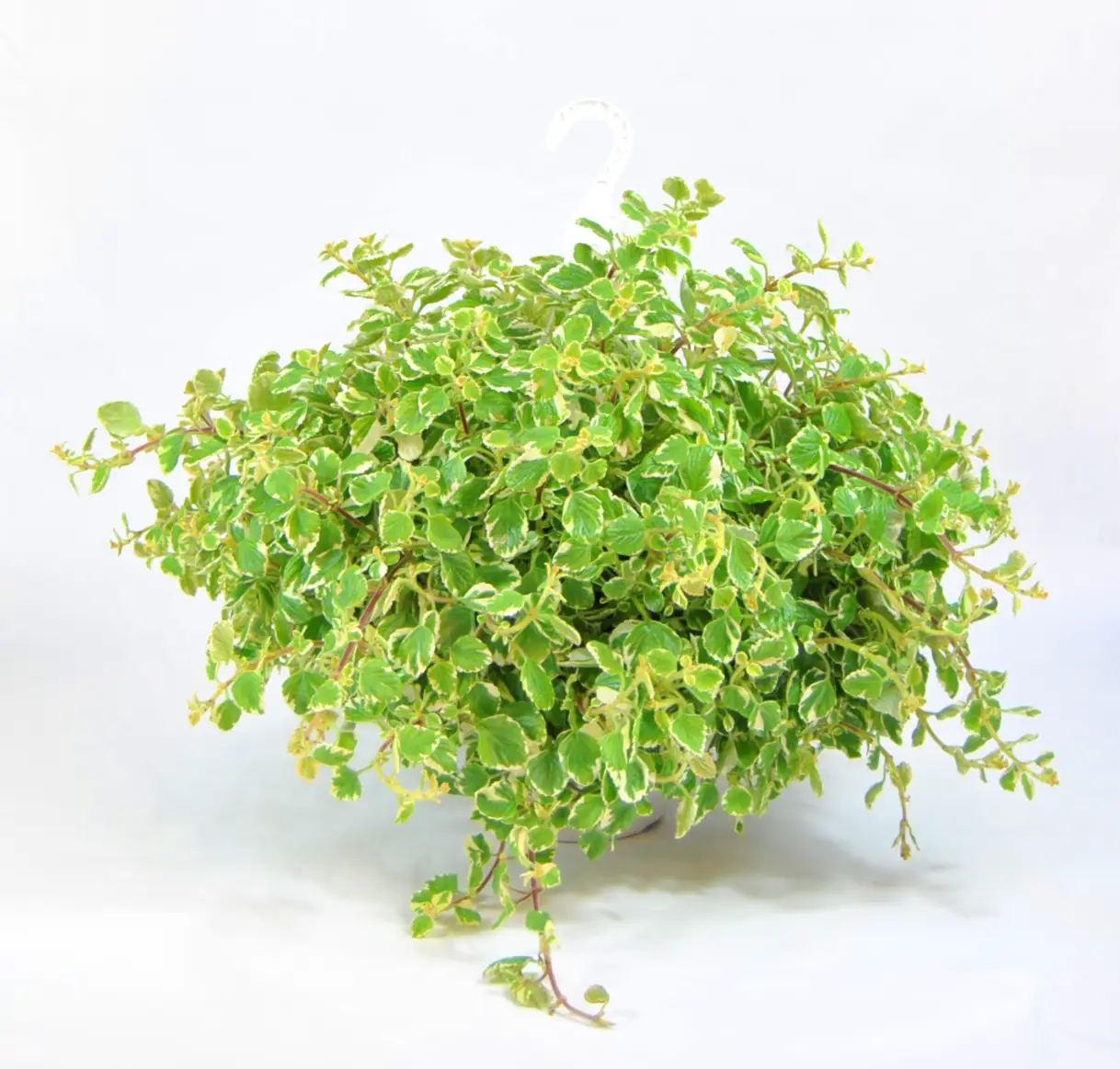 Planta del Dinero Matizada