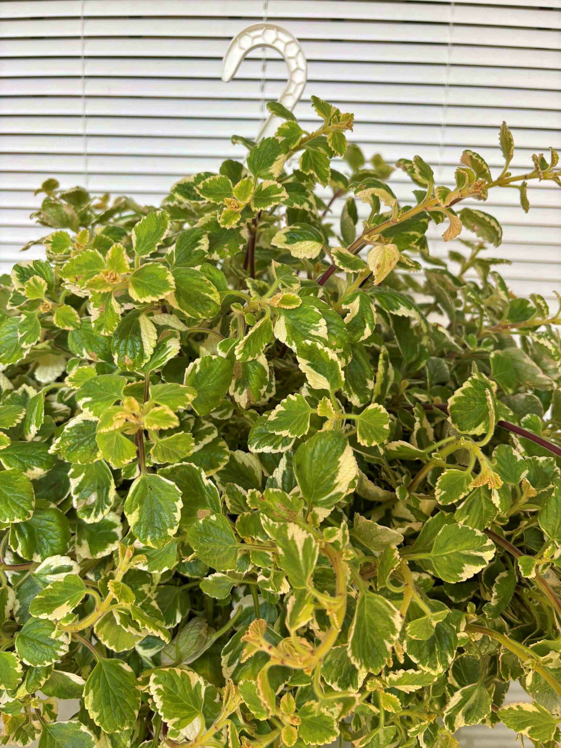 Planta del Dinero Matizada