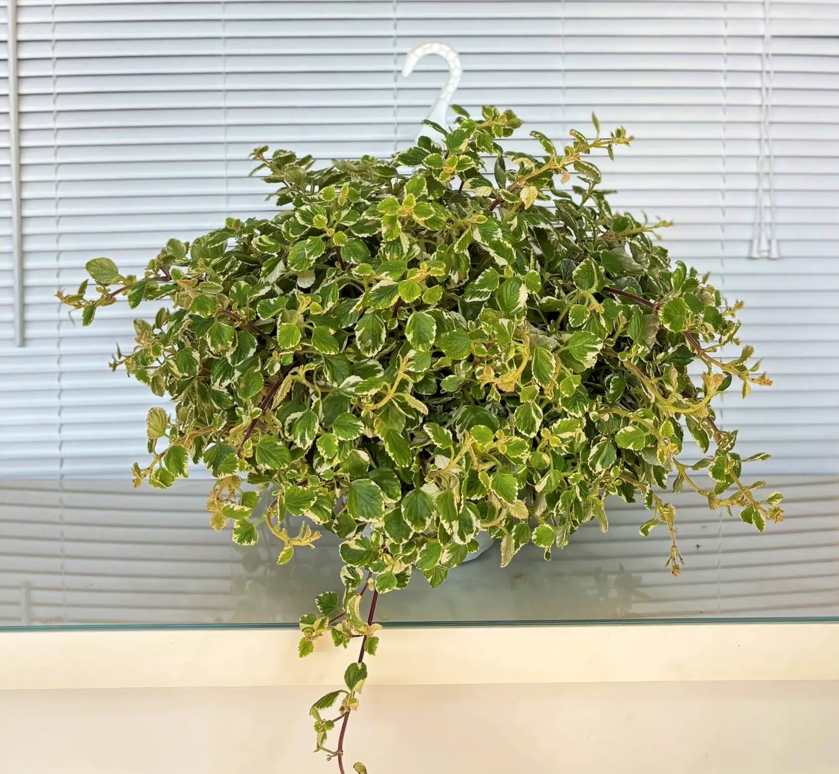 Planta del Dinero Matizada