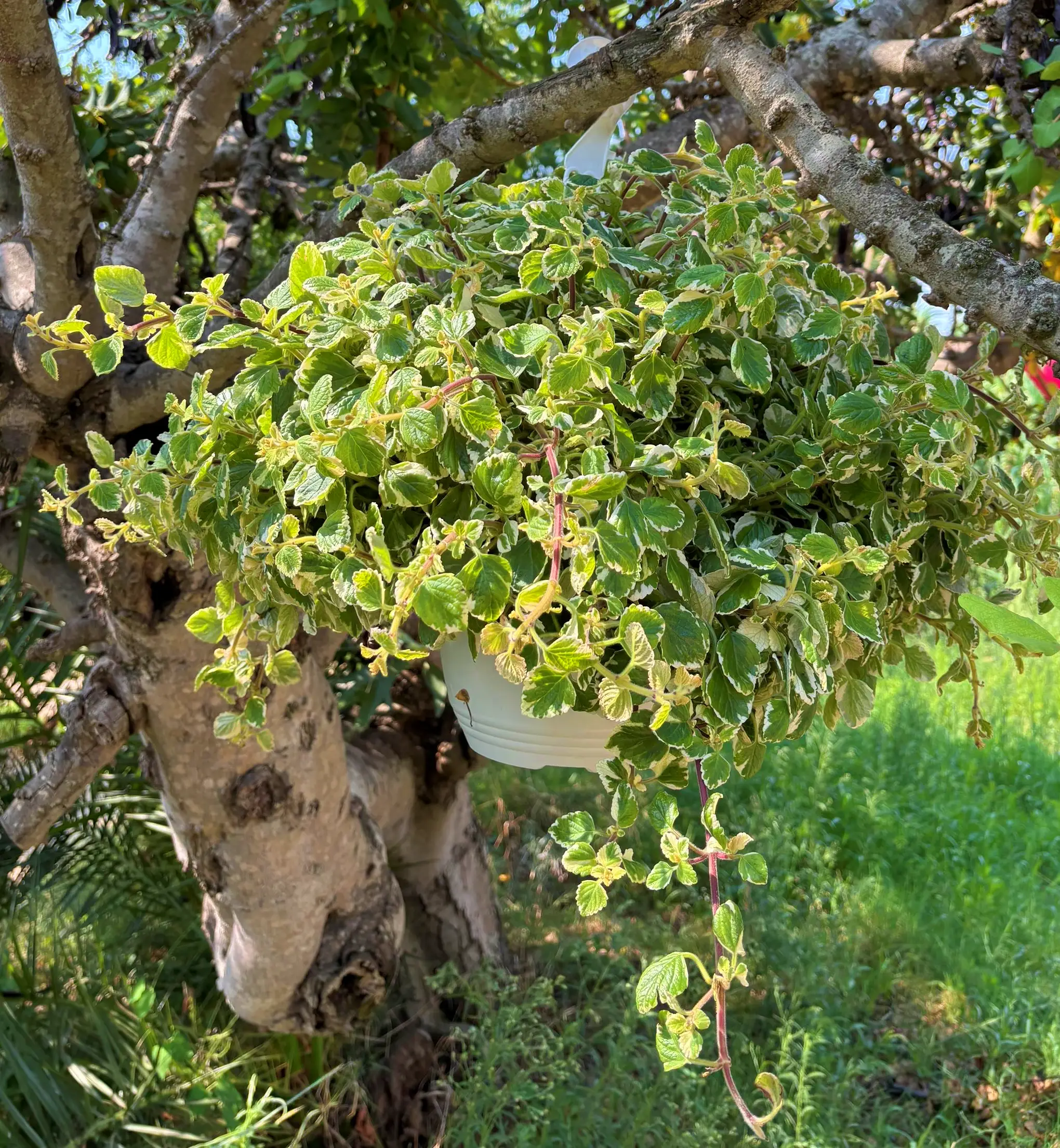 Planta del Dinero Matizada