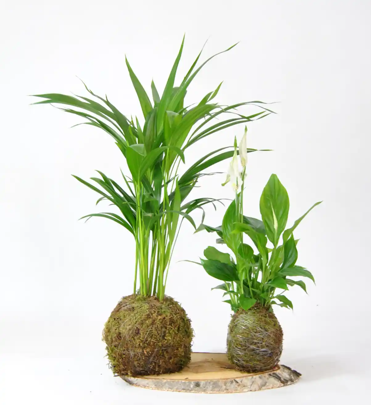 Pack Purificador de aire