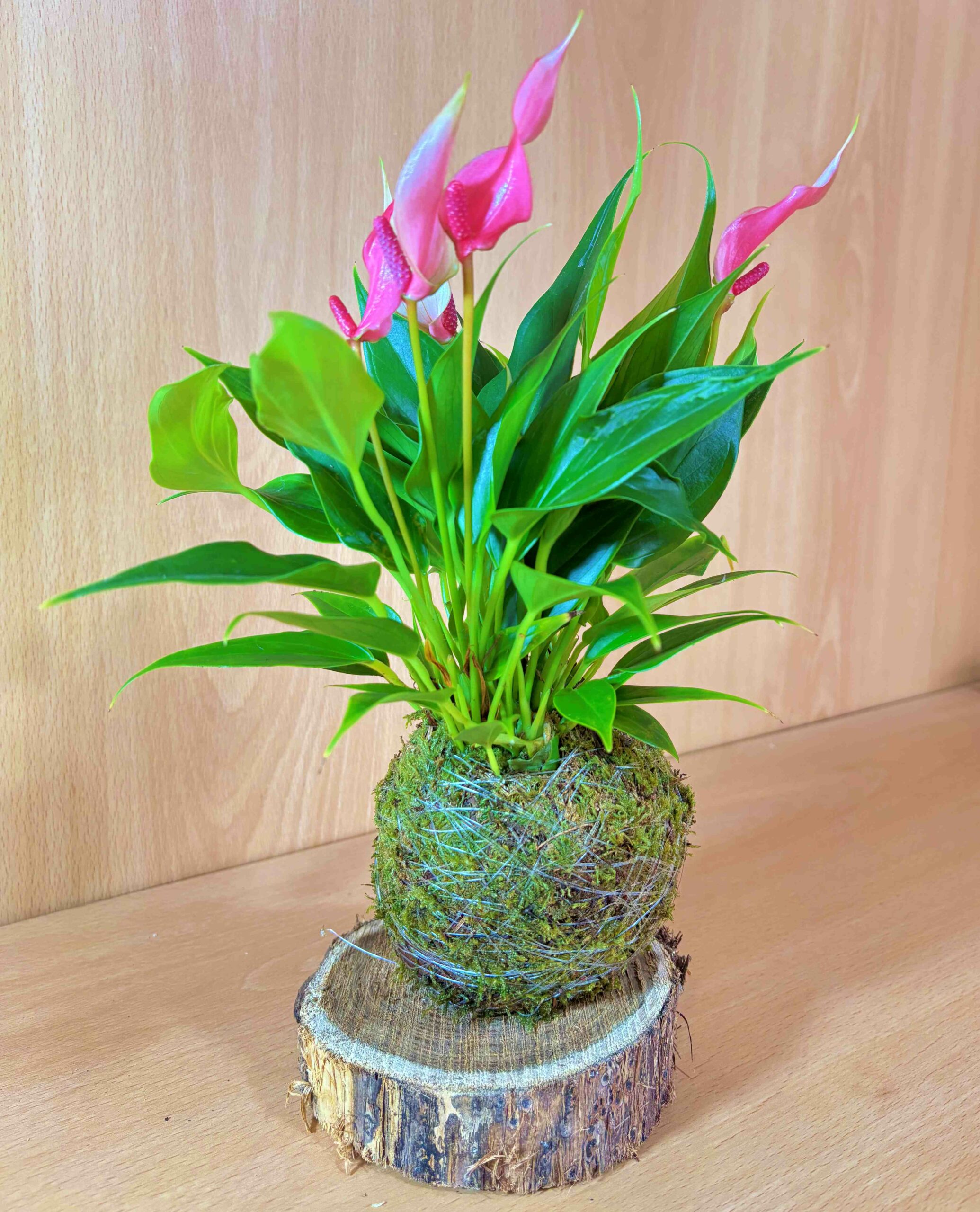 Pack Pink: Anthurium Rosa y Syngonio Neon