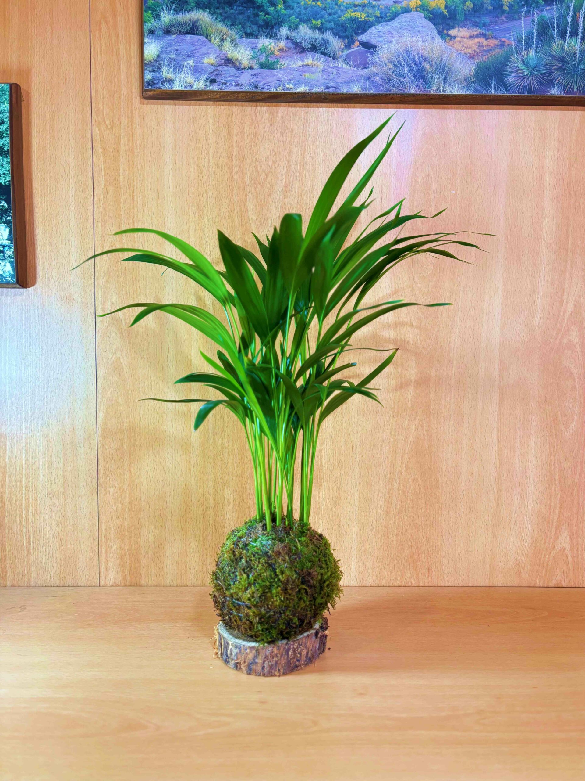 Pack Purificador de aire