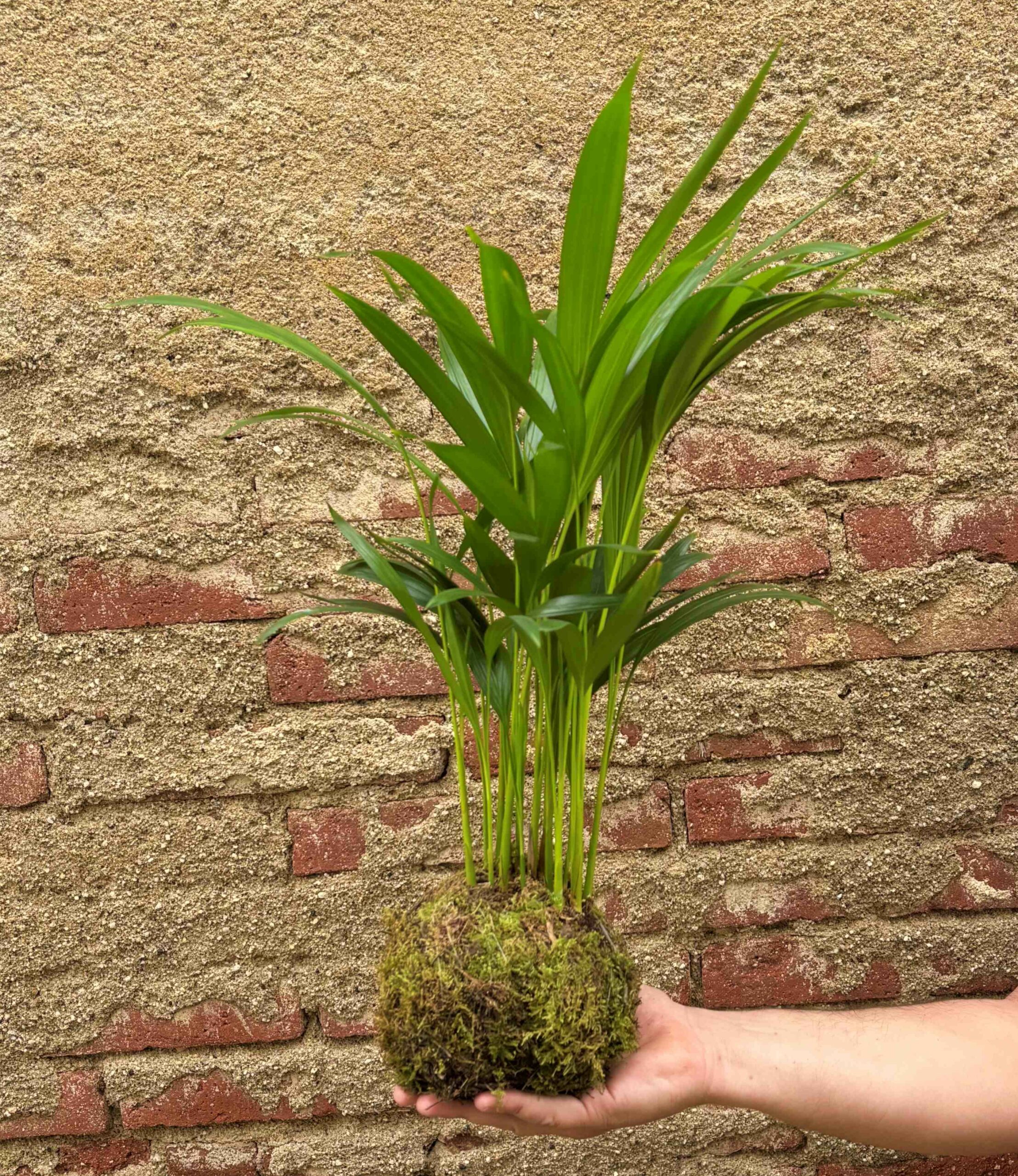 Pack Purificador Luxe