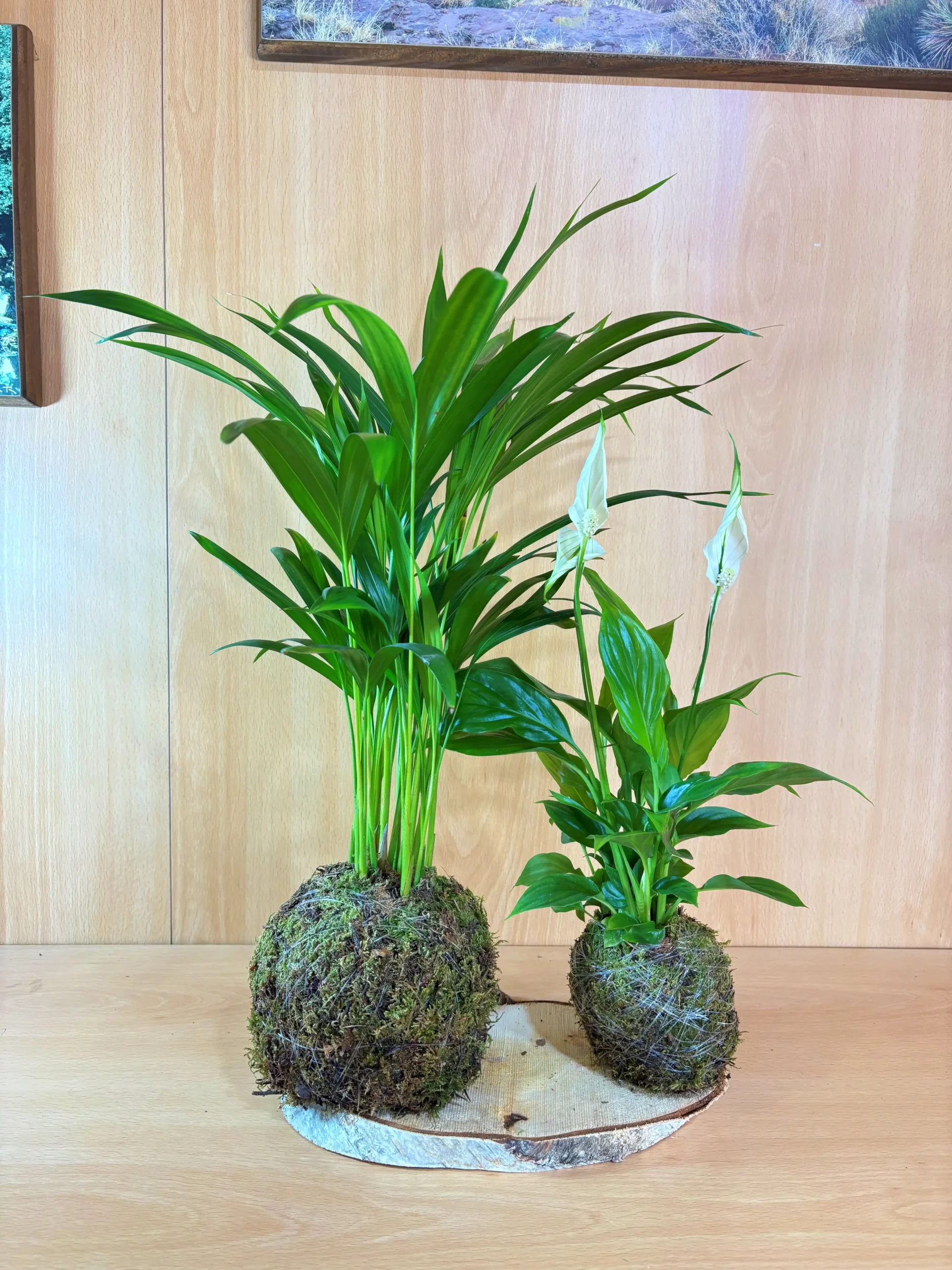 Pack Purificador de aire