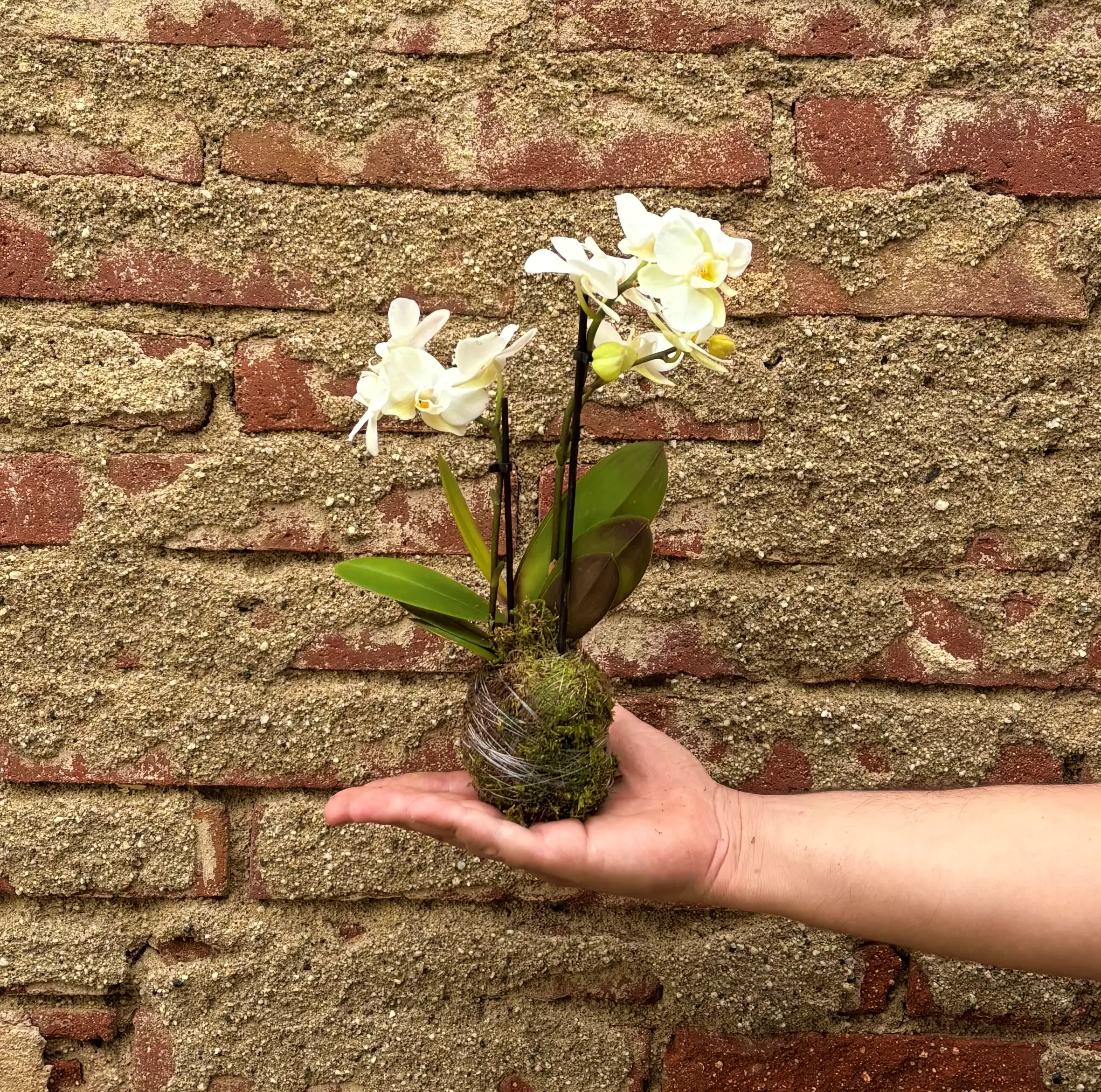 Kokedama Phalaenopsis Blanca