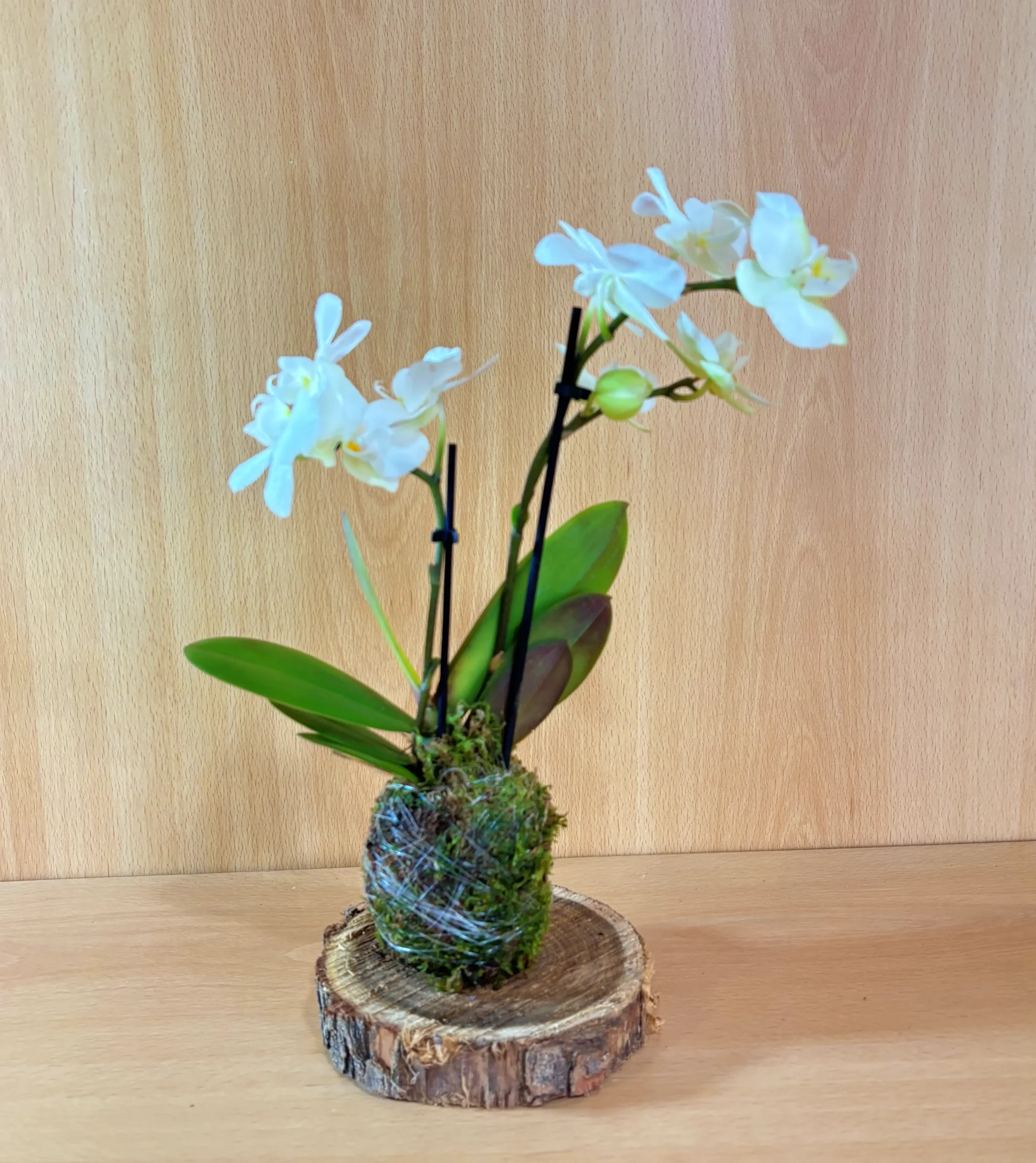 Kokedama Phalaenopsis Blanca