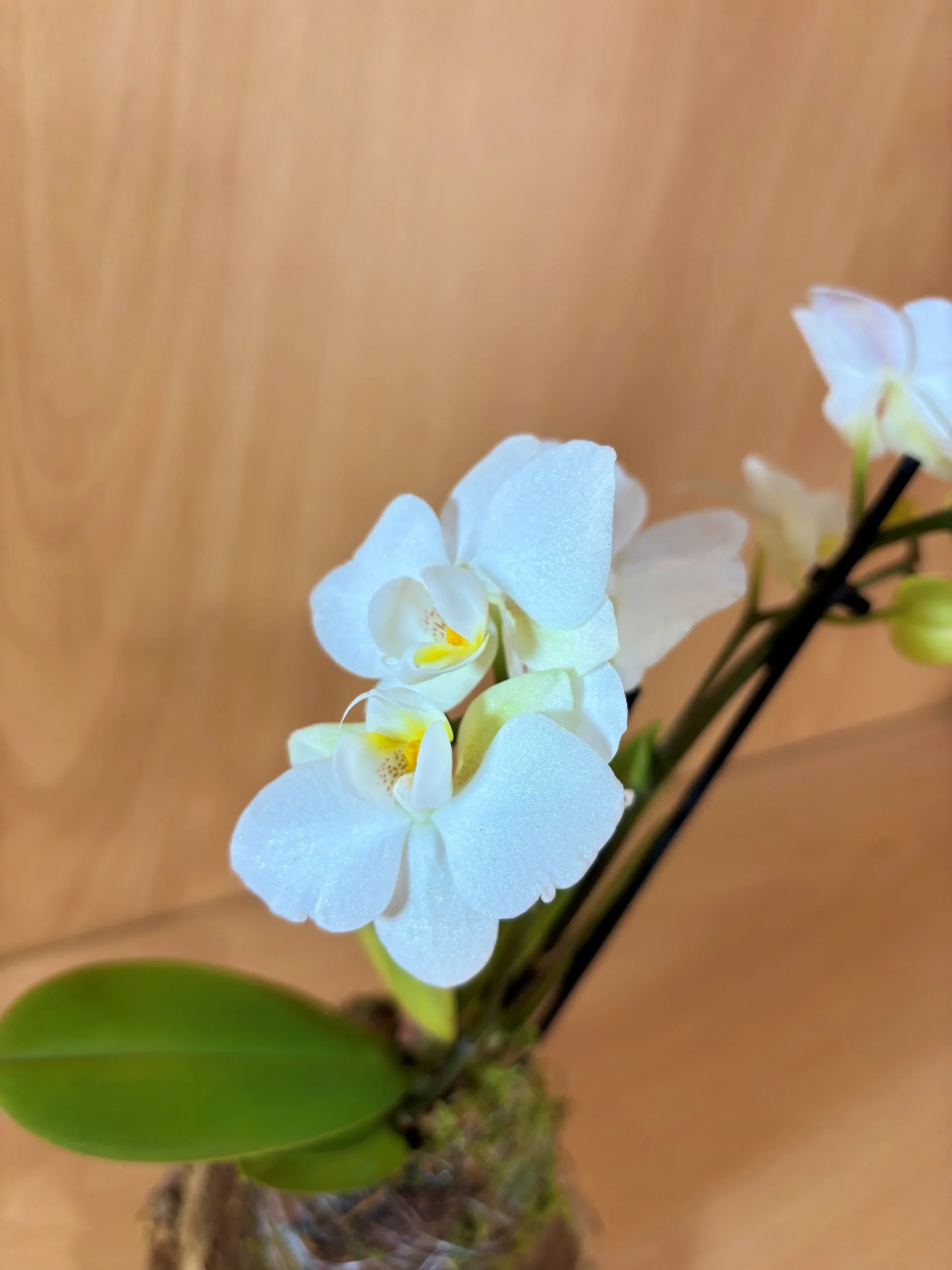 Kokedama Phalaenopsis Blanca