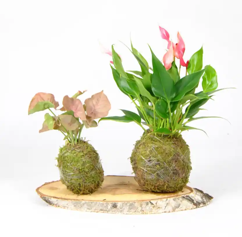 Pack Pink: Anthurium Rosa y Syngonio Neon