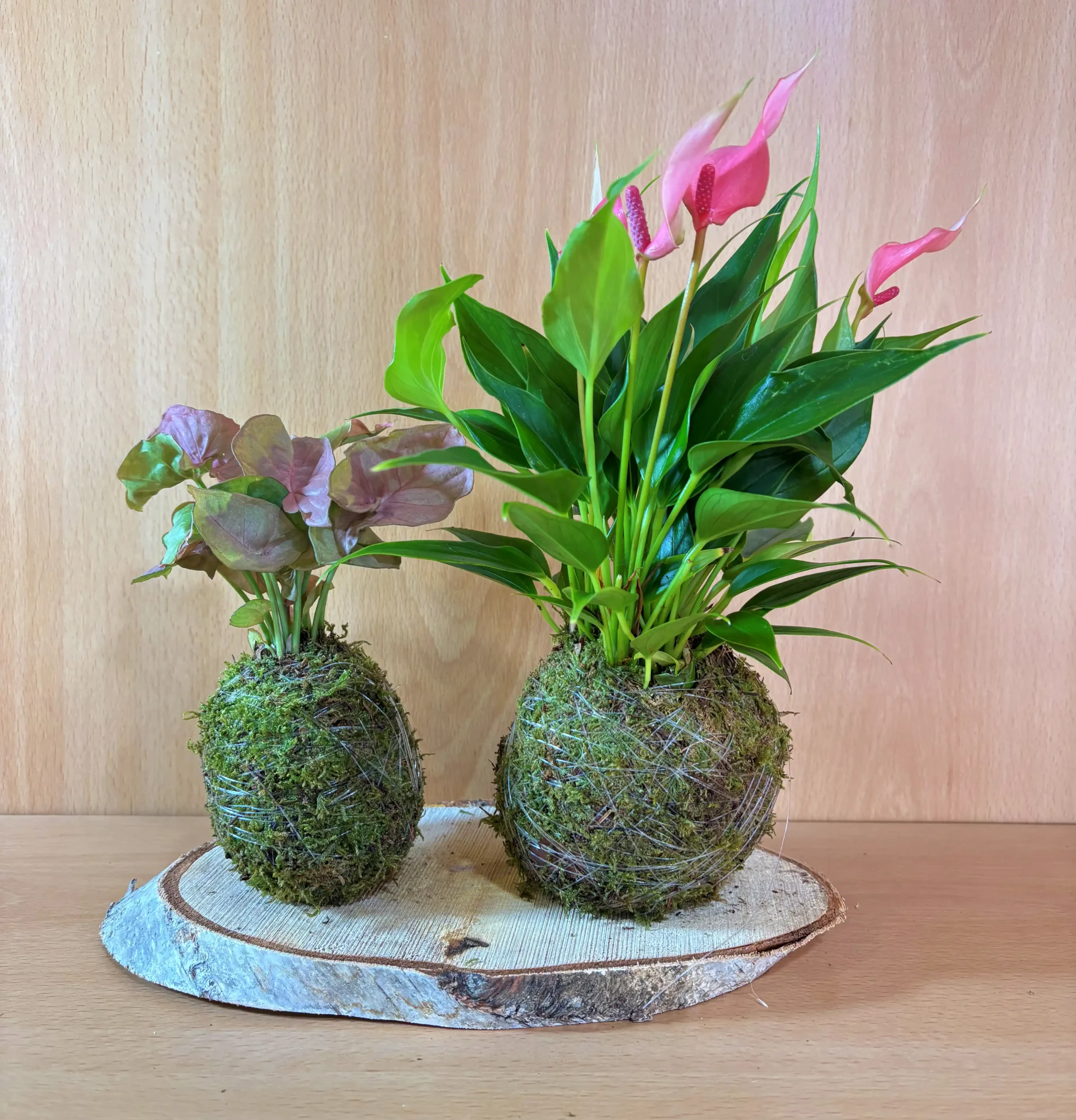 Pack Pink: Anthurium Rosa y Syngonio Neon