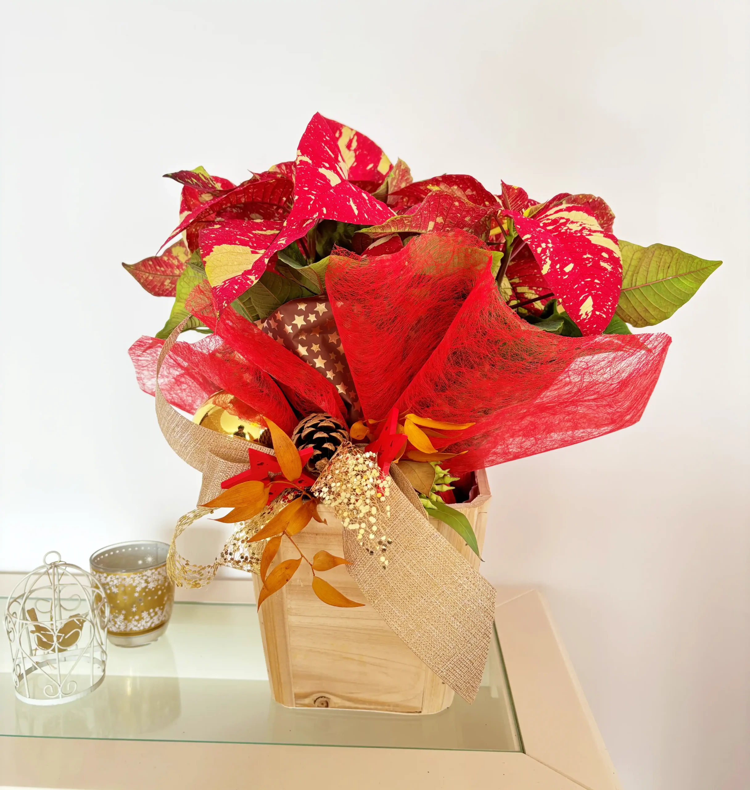 Comprar Poinsettia de Navidad online - poinsettia picasso natural