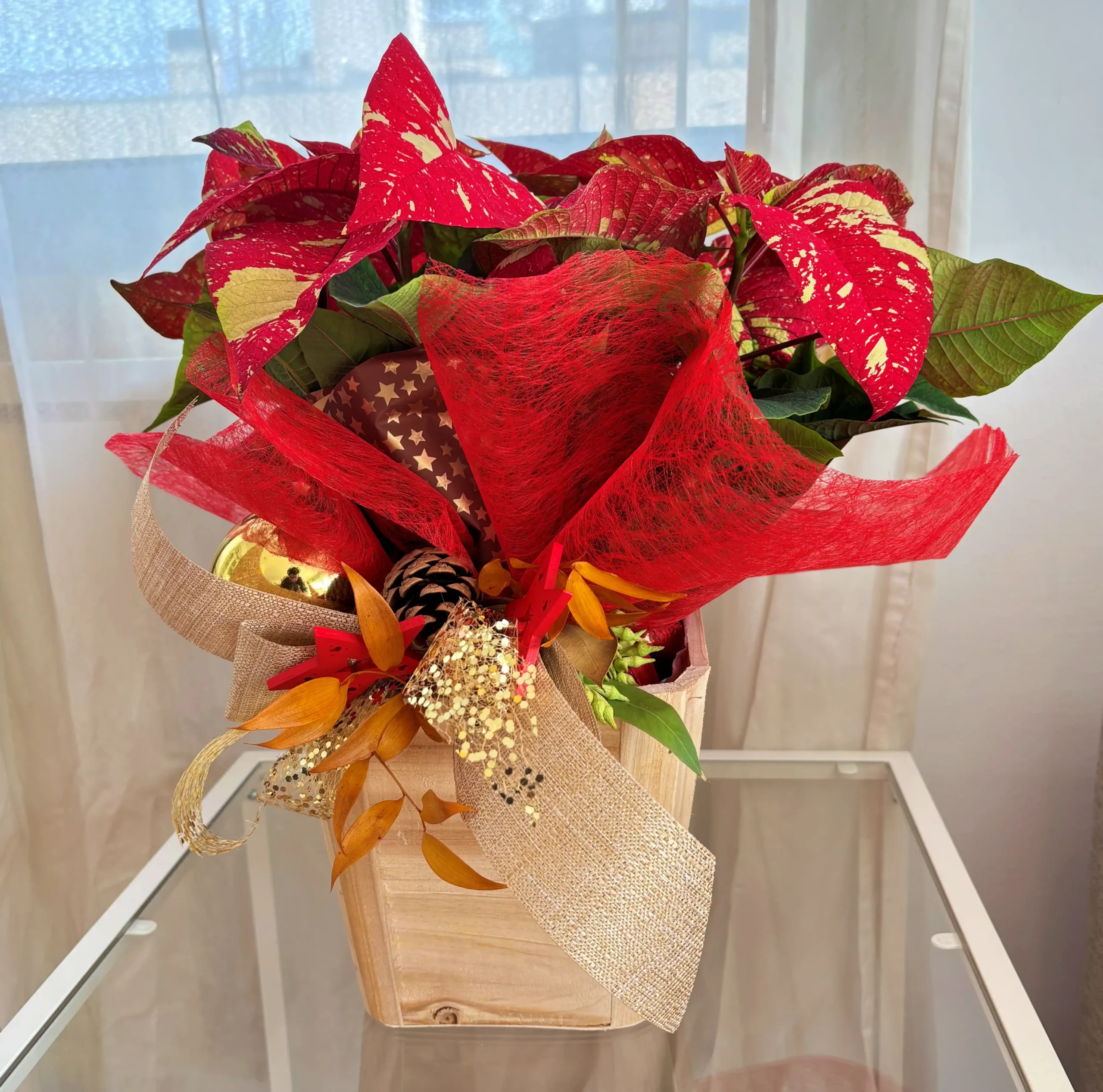 Poinsettia Picasso natural