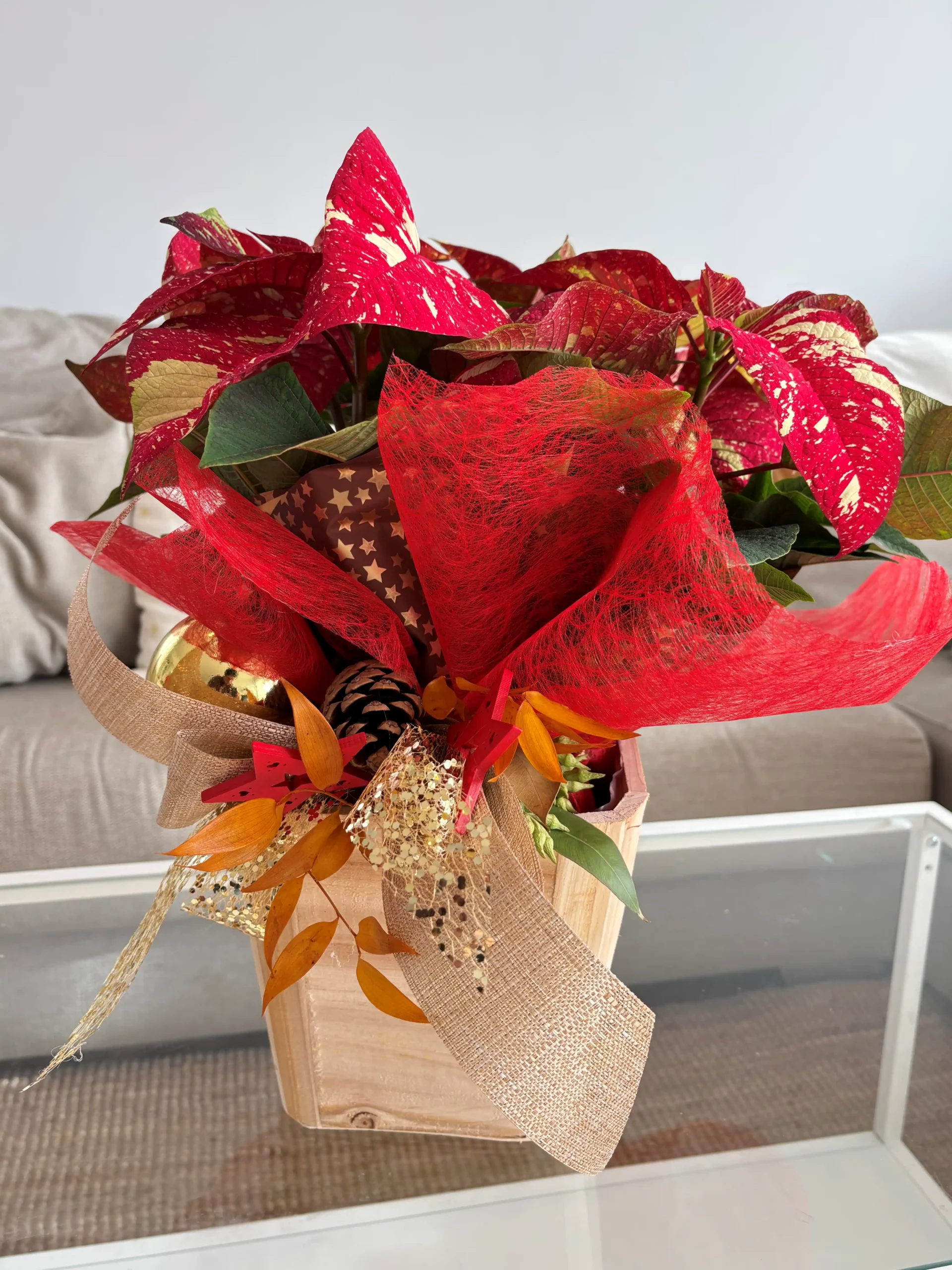 Poinsettia Picasso natural