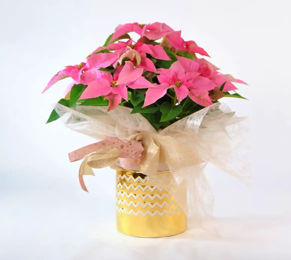 comprar Poinsettia rosa de Navidad