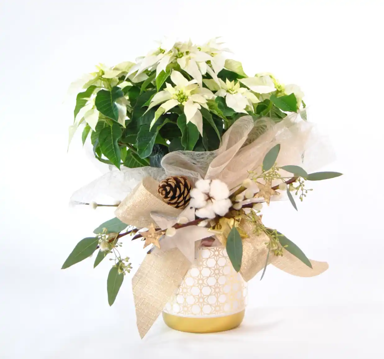 Poinsettia blanca copo de nieve - Comprar Poinsettia de Navidad online