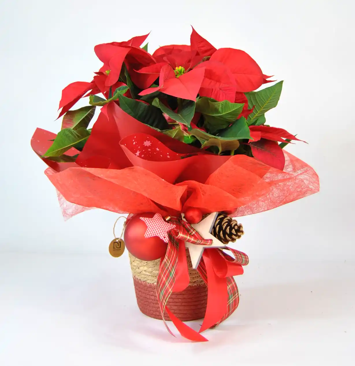 Comprar Poinsettia de Navidad online - Poinsettia Elegance