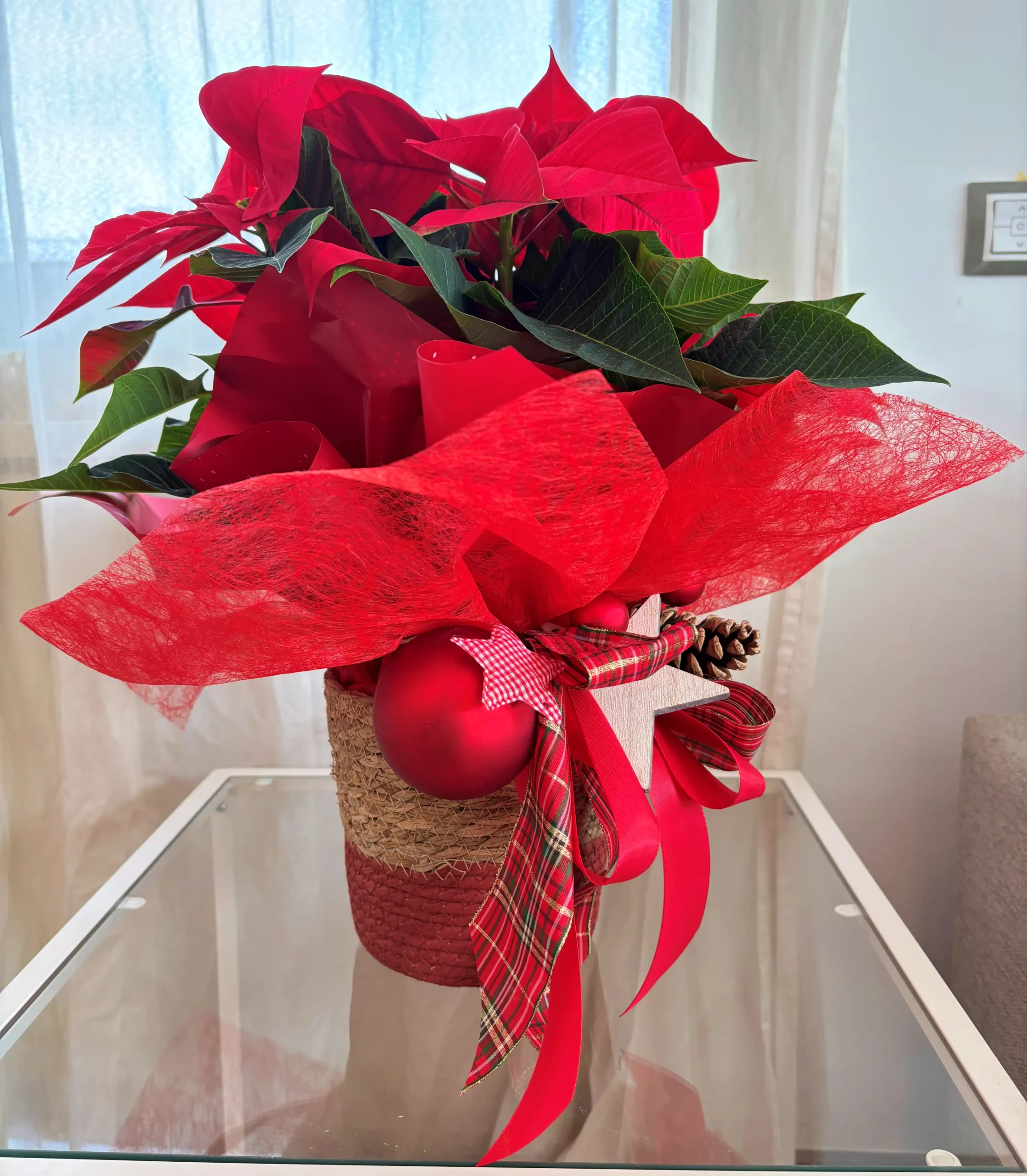 Poinsettia Elegance