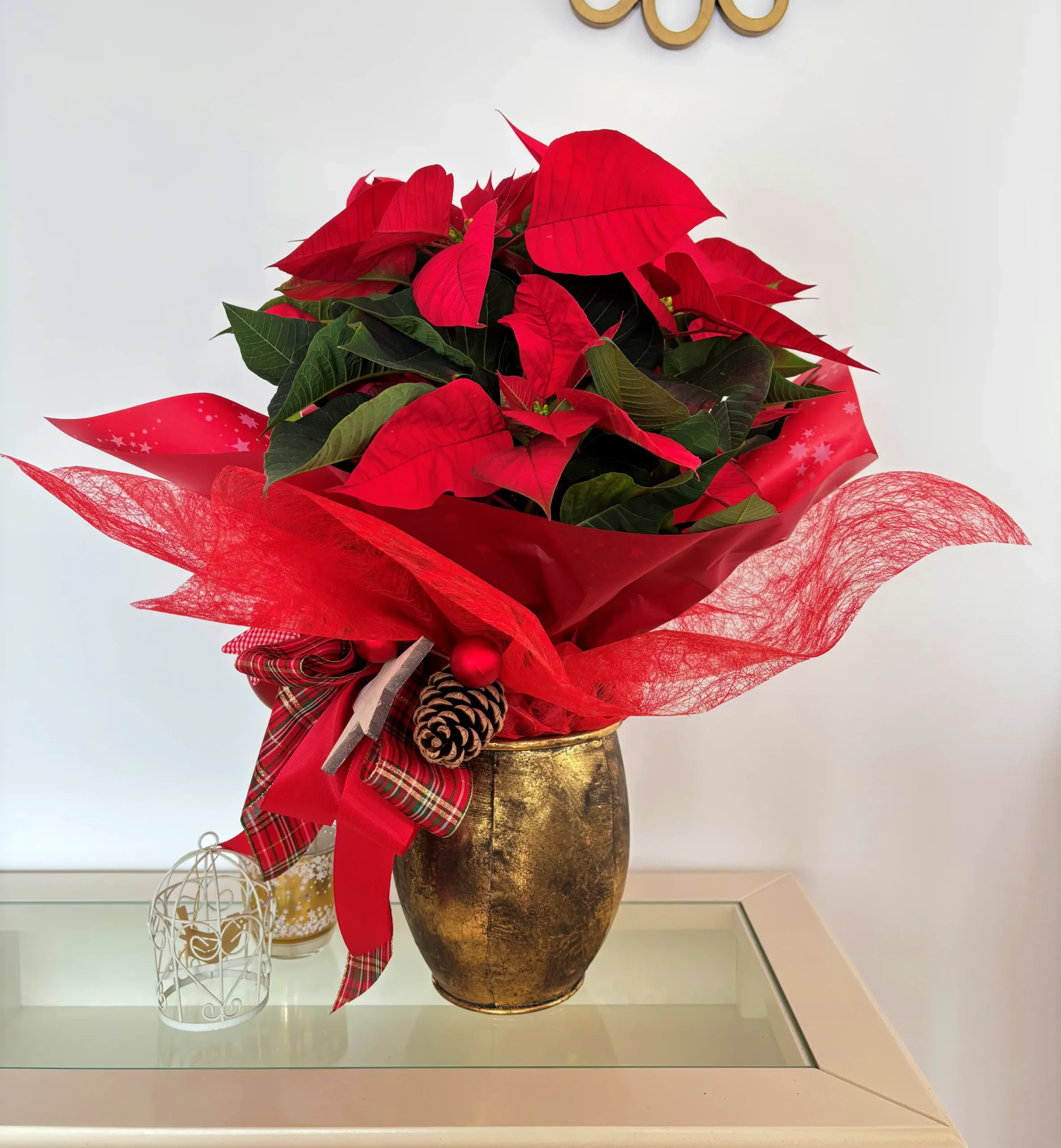 Poinsettia Gold