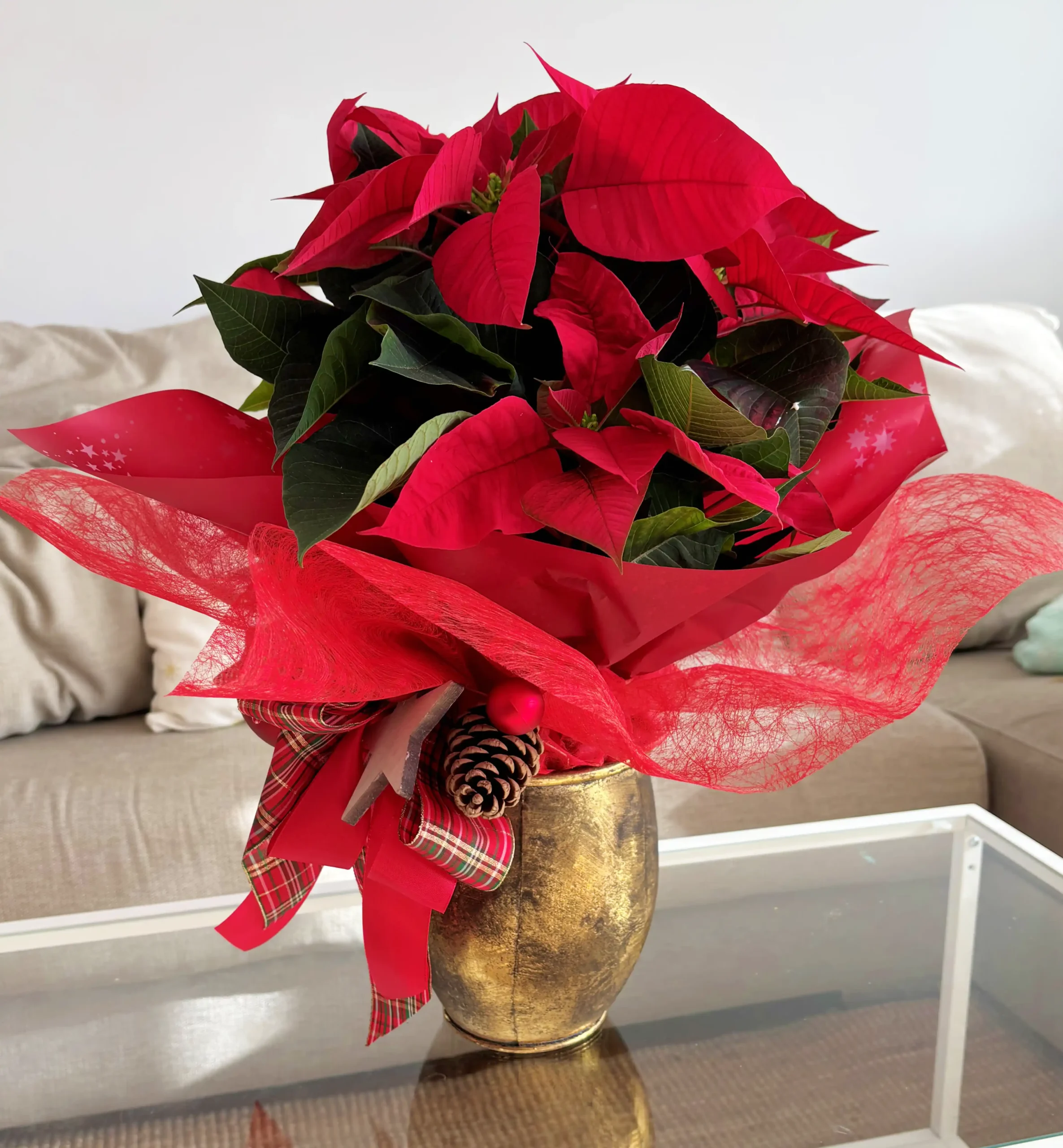 Poinsettia Gold