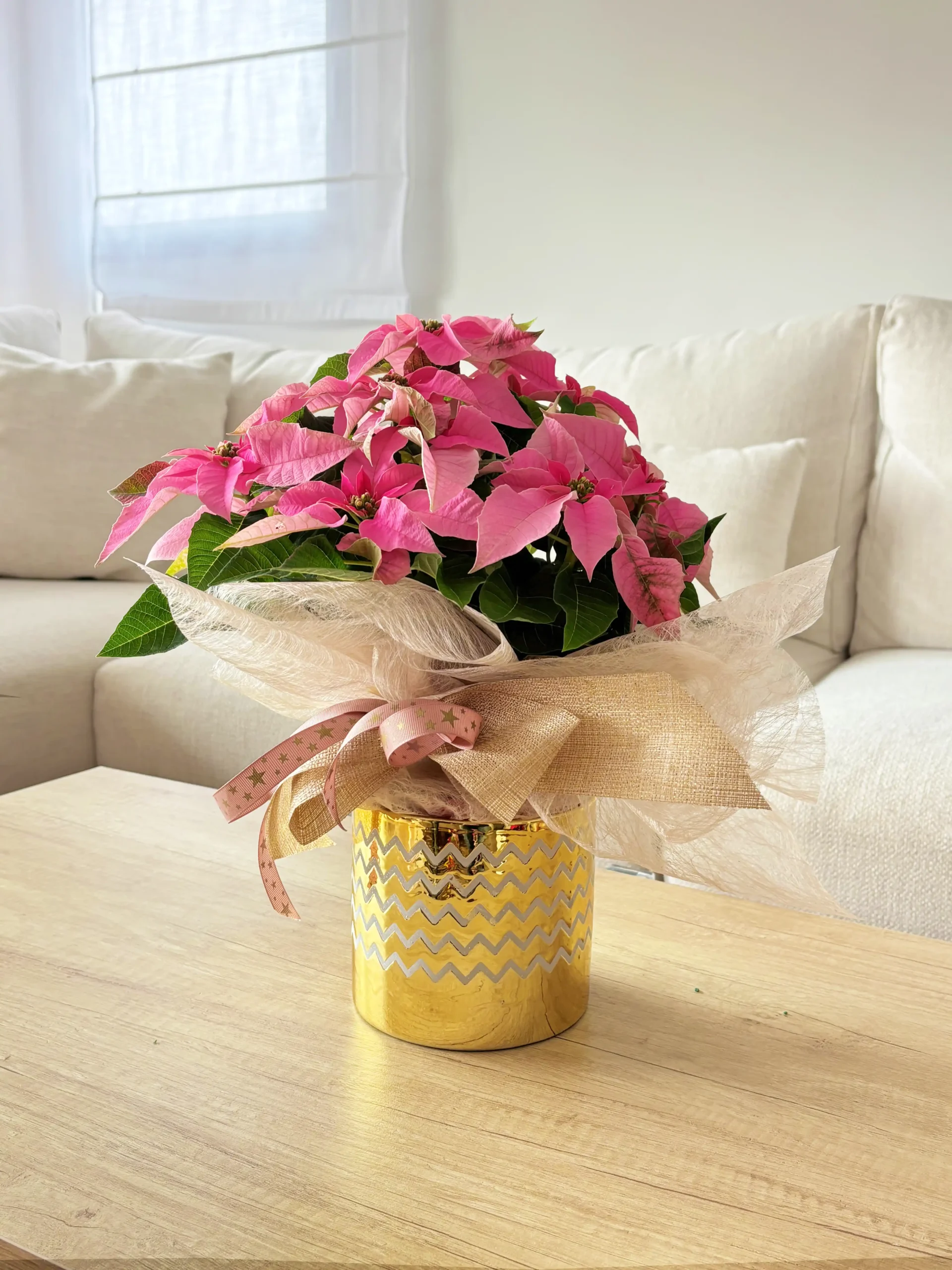 comprar Poinsettia rosa de Navidad