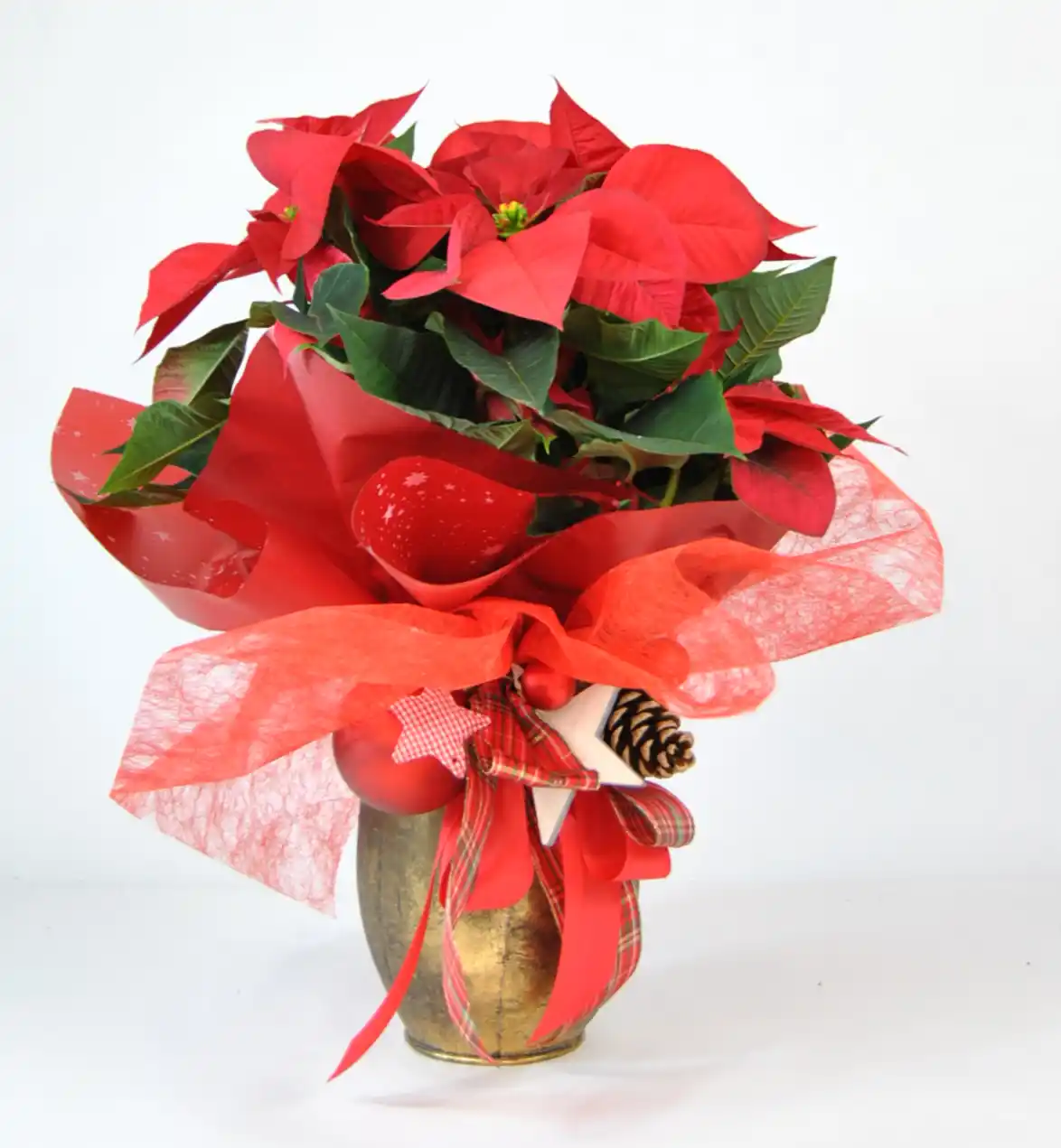 Comprar Poinsettia de Navidad online - Poinsettia roja Gold