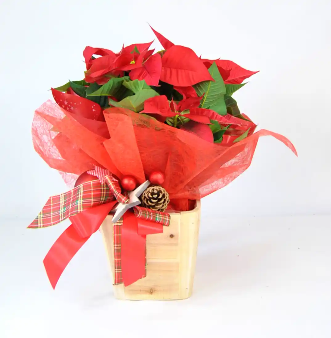 Comprar Poinsettia de Navidad online