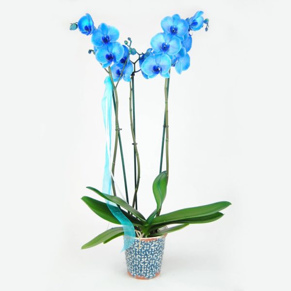 Orquídea Azul Natural Fresca - Originalflor