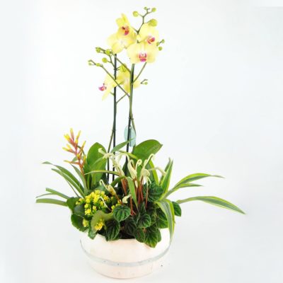 Orquídea Amarilla, Bromelia Amarilla, Kalanchoe Amarillo, Papilodelium, Dracena Y Base De Madera