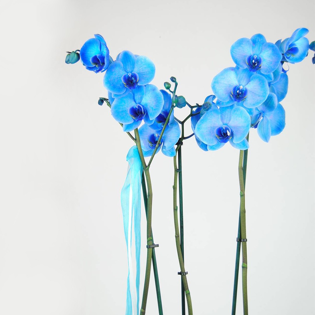 Comprar Orquídea Azul