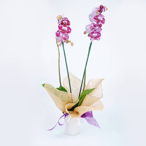 Comprar Orquídea Dotts
