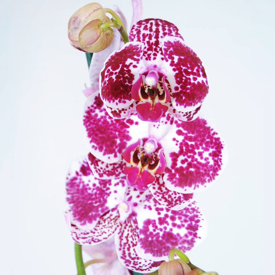 Orquídea Dotts
