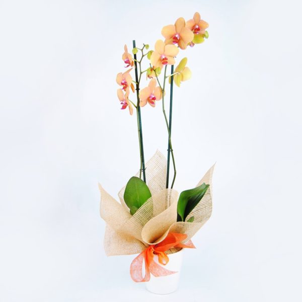 Comprar Orquídea A Domicilio - Originalflor