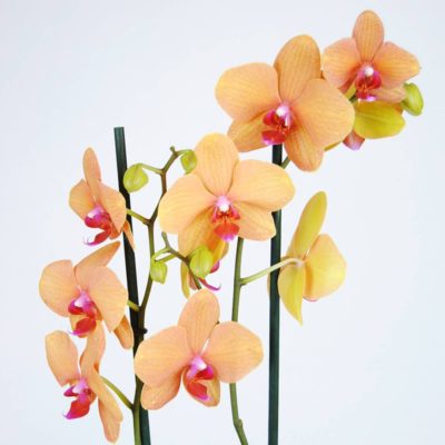 Orquídea Naranja