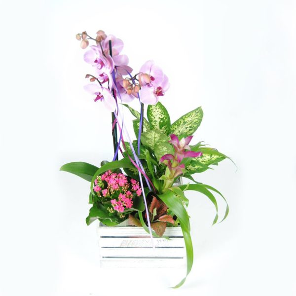Composición Floral Con Orquídea Rosa, Kalancohe, Difembaquia, Guzmania Fucsia, Y Caja De Madera De 25cmx25cm.