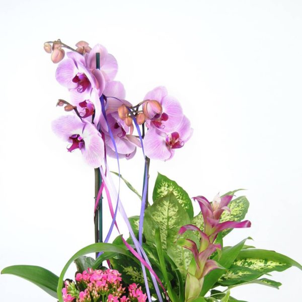Diseño Floral Con Orquídea Rosa, Kalancohe, Difembaquia, Guzmania Fucsia, Y Caja De Madera