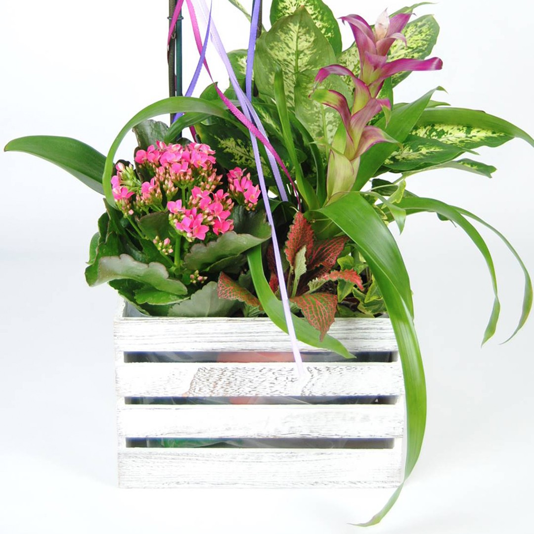 Composición floral con Orquídea rosa, Kalancohe, Difembaquia, Guzmania fucsia, y caja de madera