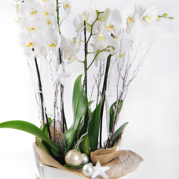 2 Orquídeas Blancas Con Cesta