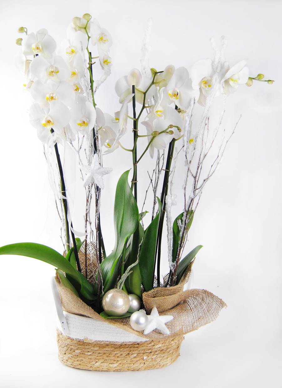 2 Orquídeas blancas con cesta