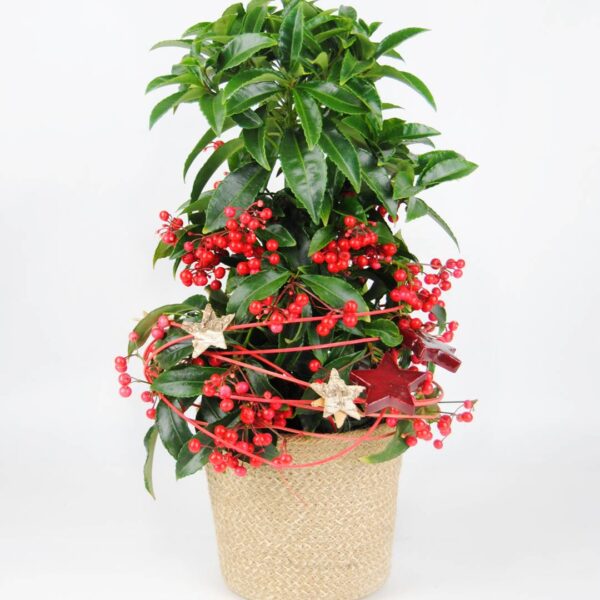 Ardisia Crenata