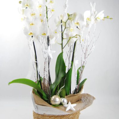 2 Orquídeas Blancas Con Cesta