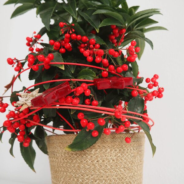 Ardisia Crenata