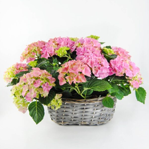 Cesta de Hortensias rosa