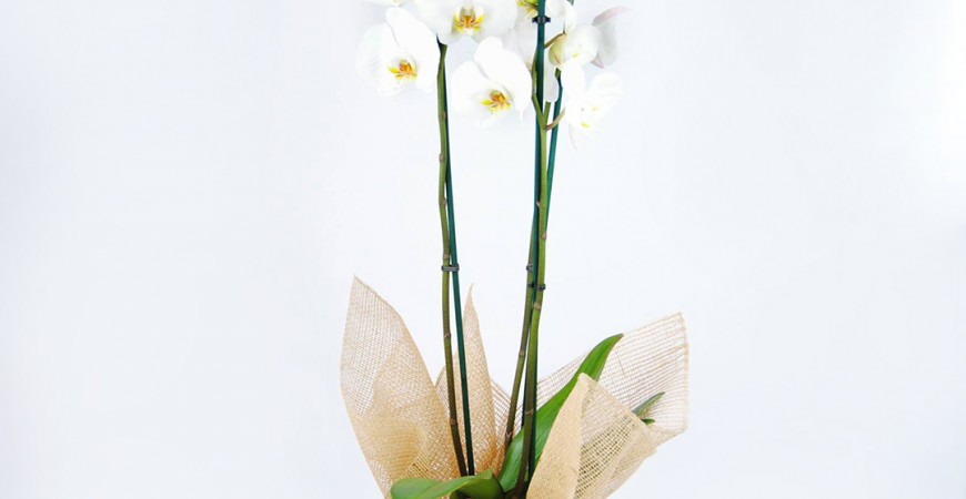 Tus preciosas orquídeas necesitan cuidados, te explicamos cómo - Original  Flor - Envío de Flores