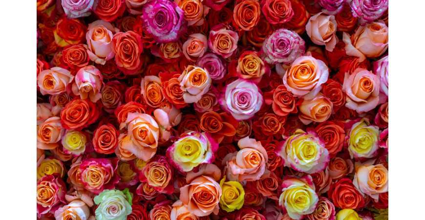 El significado de las rosas según su color: ¿cuál es el tuyo? - Original  Flor - Envío de Flores