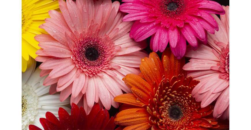 Todas las claves sobre el cuidado y el significado de las gerberas -  Original Flor - Envío de Flores